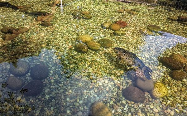 ماهی در استخر فوق العاده شفاف بازتاب ها از جمله نور خورشید و پوشش گیاهی در حوضچه پایین استخر که با سنگهای زیبا با زیبایی تزئین شده است