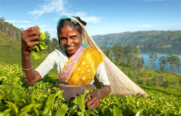 چای جمع کننده بومی سریلانکا