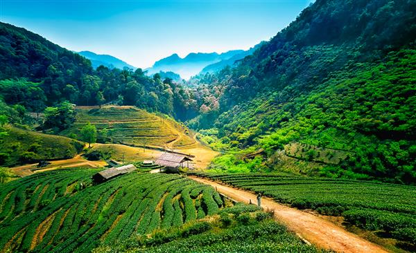 مزارع چای در کوه چیانگ مای تایلند