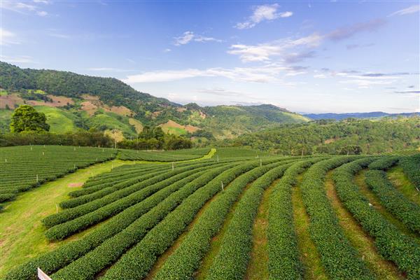 مزرعه چای در کوه تایلند
