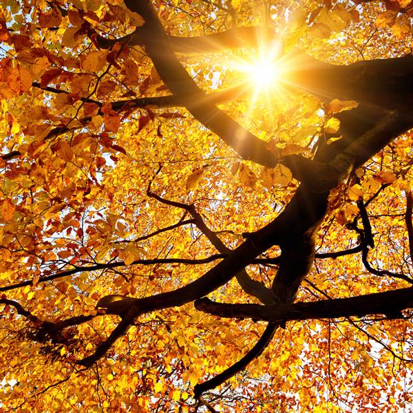 خورشید به زیبایی از میان شاخه های یک درخت راش بزرگ به رنگ طلایی پاییزی زنده می درخشد