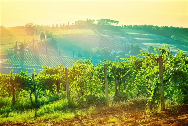 چشم انداز زیبا دره انگور در نور ملایم غروب آفتاب تاکستان در حال رشد اشعه های خورشید روشن در زمین زیبایی طبیعت صبح صنعت شراب در توسکانی ایتالیا