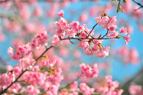 شکوفه های صورتی گیلاس شکوفه ها در یک روز بهاری