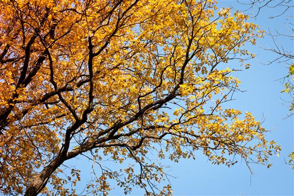 پس زمینه پاییز درختی در آسمان آبی با برگهای طلایی در پاییز برگهای زیبا و رنگارنگ پاییزی