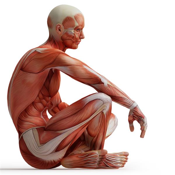 تصویر سه بعدی پزشکی از سیستم عضلانی مرد