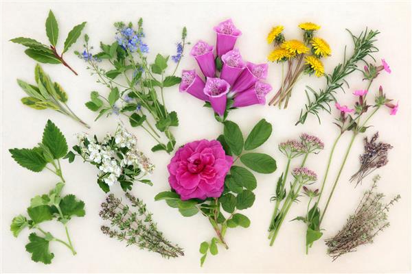انتخاب گیاهان و گلها در داروهای گیاهی و طبیعت درمانی بیش از زمینه خامه خالدار استفاده می شود