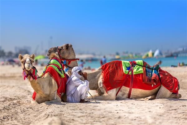 دبی امارات متحده عربی بادیه نشین با شتر در ساحل