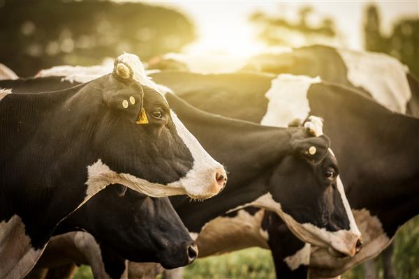 گاوها در یک مزرعه چرا می خورند و در پس زمینه خورشید طلوع می کند
