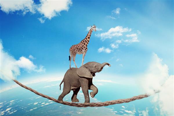 مدیریت ریسک مفهوم عدم قطعیت چالش های تجاری فیل با زرافه بر روی طناب خطرناک بالا در تعادل نماد آسمان راه می رود و بر ترس برای موفقیت در هدف غلبه می کند دنیای شرکتی کارآفرین جوان