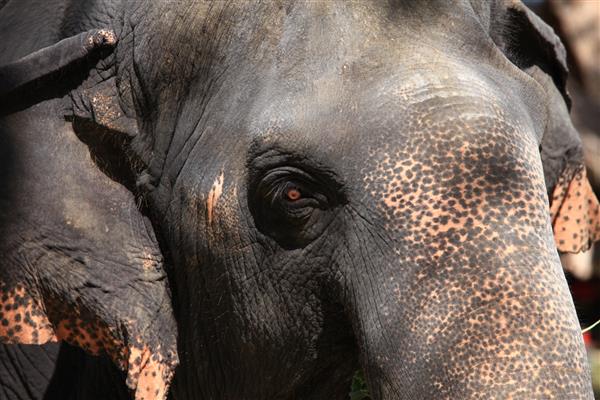 چشم پاها پاهای فیل تایلند به معنای گردشگری فیل است