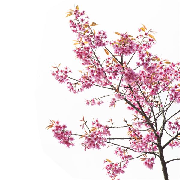 شکوفه گل یا گیلاس ساکورا روی زمینه سفید