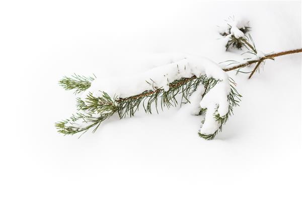 شاخه درخت بره پوشیده از برف بر روی برف خالص پرواز می کند