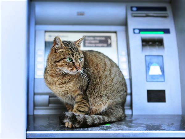 گربه زیبا و بزرگ روی خودپرداز بانک نشسته است بی پول پول نقد است