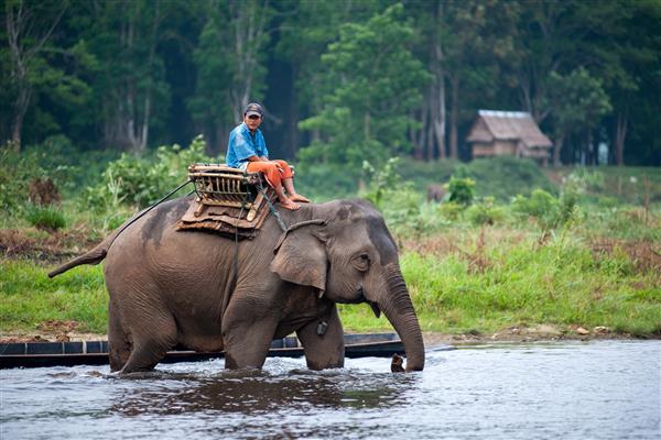 کانچانابوری تایلند ماهوت سوار فیل خود می شود که در رودخانه کم عمق قدم می زند