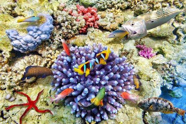 دنیای شگفت انگیز و زیبا زیر آب با مرجان ها و ماهی های گرمسیری