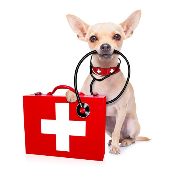 سگ به عنوان پزشک دامپزشکی پزشکی با استتوسکوپ و جعبه کمک های اولیه جدا شده بر روی زمینه سفید