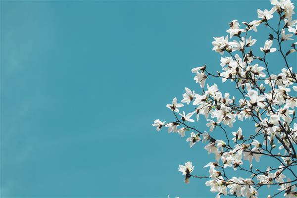 گل های شاخه ماگنولیای سفید پس زمینه آسمان آبی