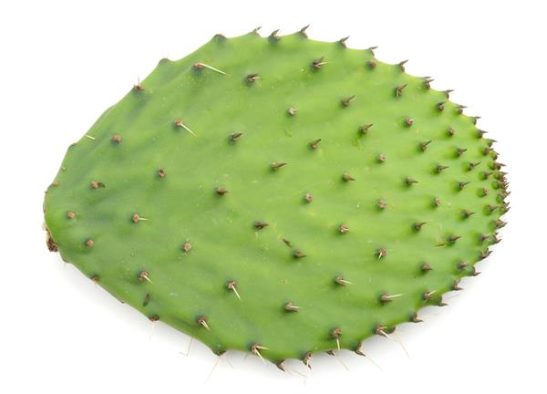 یک برگ گیاهی کاکتوس منفرد