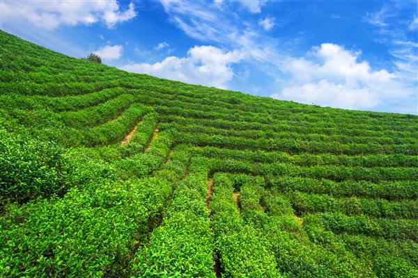 مزارع چای در زیر آسمان آبی