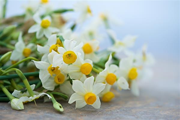 گل نرگس سفید زیبا در اوایل بهار در تار و تاریک گل نرگس مالت نرگس گل نرگس در یک زمینه طبیعی روز مادر
