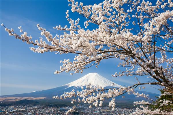 ساکورای شکوفه کوهی فوجی و گیلاس در فصل بهار