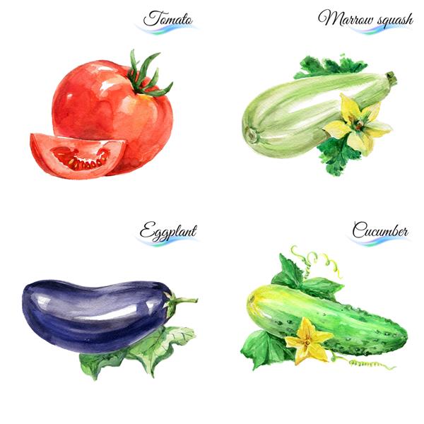 سبزیجات آبرنگ که برای پس زمینه سفید طراحی شده اند
