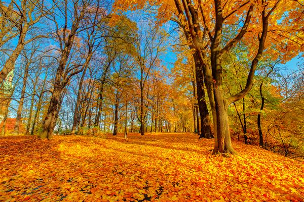 نمایی از یک درخت رنگارنگ در یک پارک در طول پاییز کراکوف لهستان