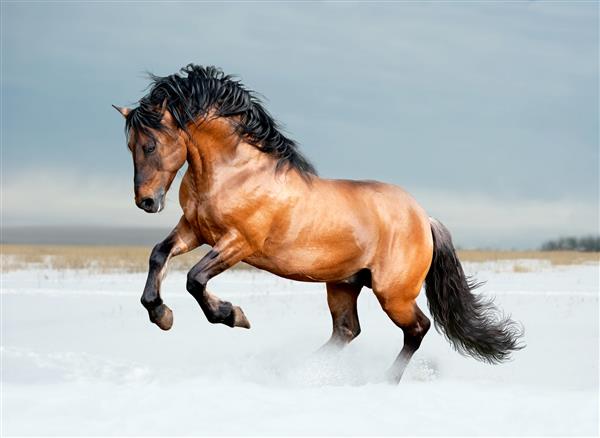 اسب نژاد خلیج لوزیتانو در زمینه زمستان