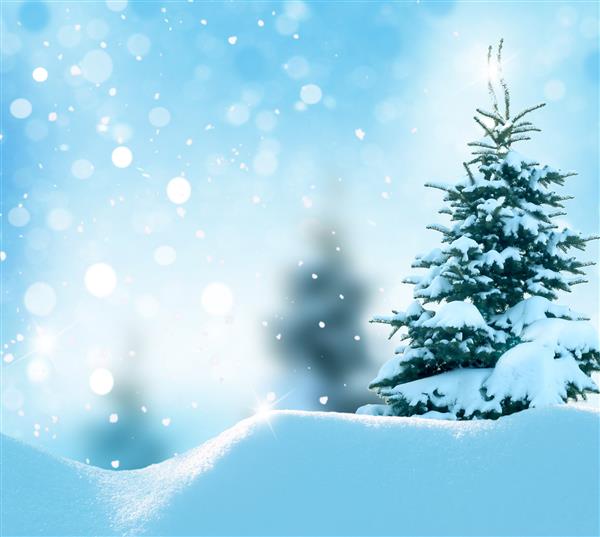 زمینه زمستانی کریسمس با درخت صنوبر و بوکه تاری