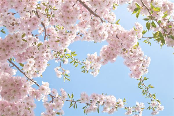 فصل ساکورا شکوفه گیلاس زمینه با گل در یک روز بهاری