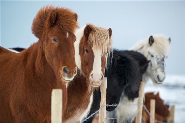 اسبهای زیبای ایسلندی در زمستان ایسلند