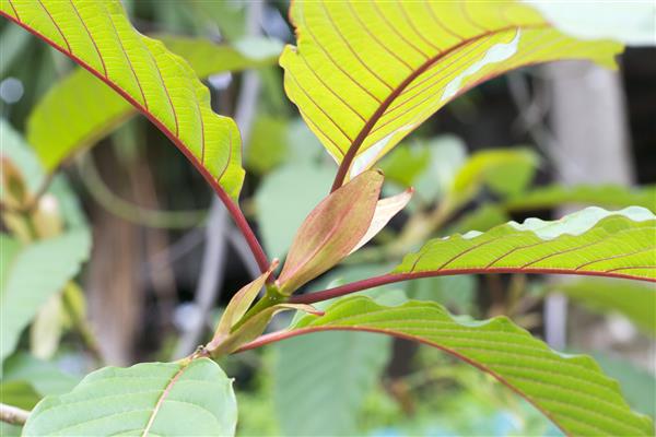 میتراگینا دارویی از گیاه در تایلند