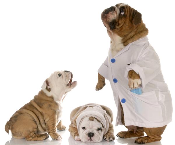 دکتر بولداگ به صبر دو توله سگ در دامپزشک کمک می کند