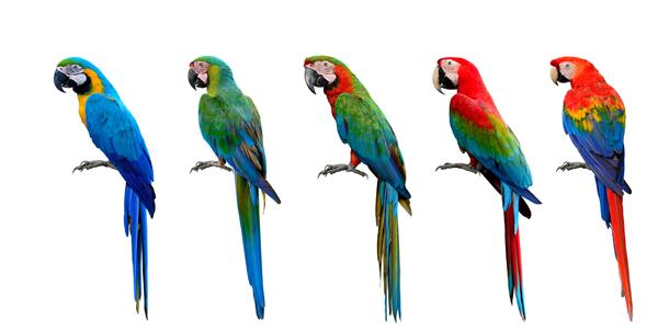 مجموعه زیبایی از مجموعه پرندگان طوطی ماکائو قرمز بالدار سبز و آبی و طلایی
