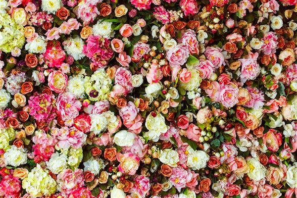تصویر کلوزآپ از پس زمینه دیوار گل های زیبا با گل های رز قرمز و شگفت انگیز