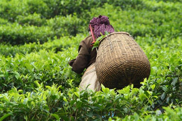 زنی که در مزارع چای برگ چای می چیند