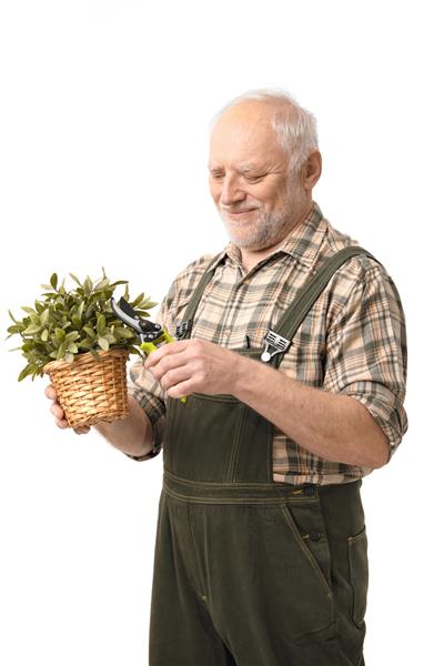 پیرمرد شاد و سرحال از گیاه خندان زمینه سفید مراقبت می کند