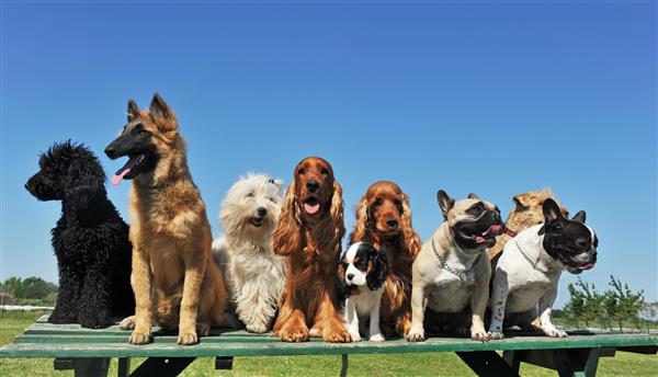 گروهی از توله سگها روی میز