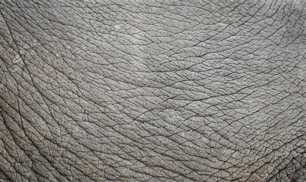 پوست فیل
