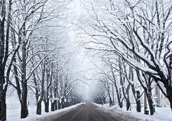 تصویری از درختان یخ زده خاکستری و جاده شهری زمستانی