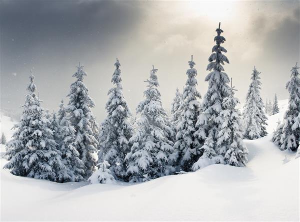درختانی که در کوهستان پوشیده از یخبندان و برف هستند