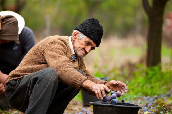 کشاورز پیر آلو را در یک سطل می چیند