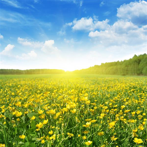 زمینه گلهای بهاری آسمان آبی و خورشید