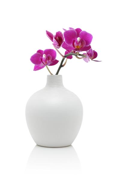 ارکیده در گلدان سفید جدا شده روی سفید