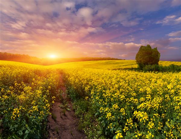 منظره تابستانی با زمینه ای از گل های زرد طلوع خورشید