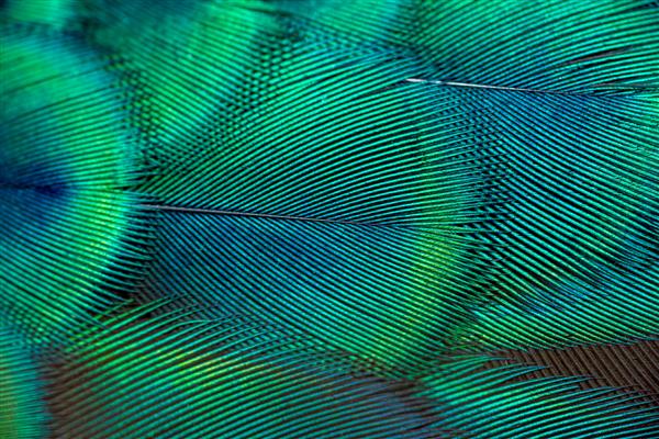 پرهای طاووس در نمای نزدیک