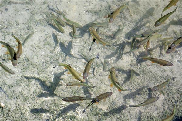 ماهی در دریاچه در پارک ملی کرواسی