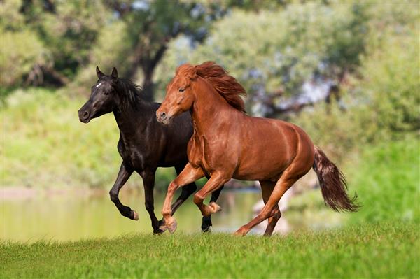 دو اسب در چمنزار می دوند
