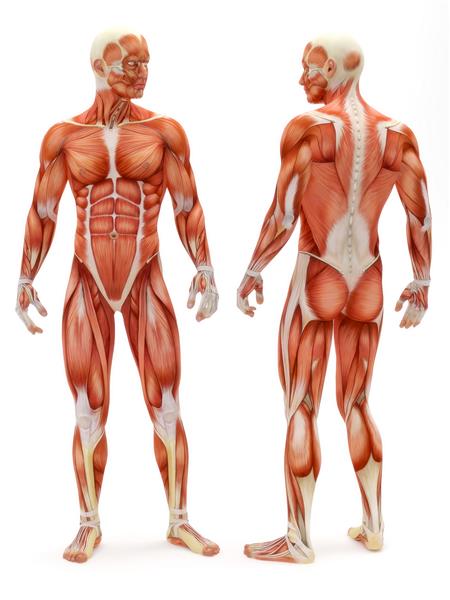 سیستم اسکلتی - عضلانی نر جلو و عقب که روی زمینه سفید قرار دارد بخشی از یک سری پزشکی عضلانی