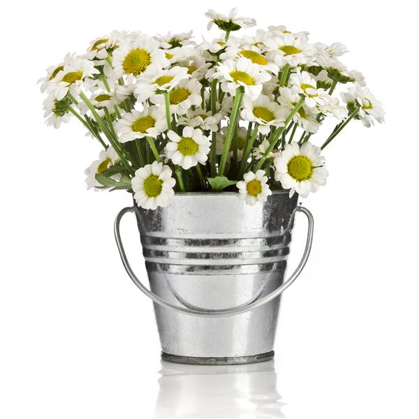 دسته گل گل دیزی در یک سطل در پس زمینه سفید